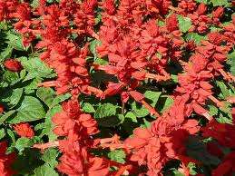 SALVIA FUOCO DI S.GIOVANNI GR.10